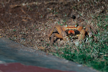  Crab crawls out of its hiding place
