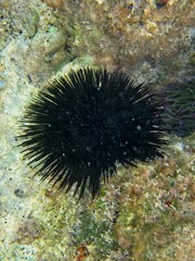 Naklejka na ściany i meble Sea Urchin