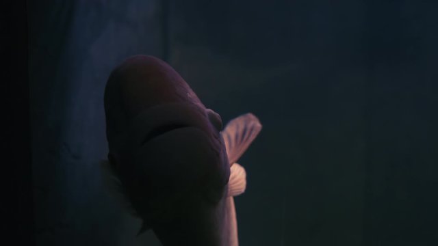 Close-up, Fish Osphronemus goramy Pink Tint Swims in a Dark Aquarium