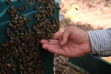 Apiculture, healthy products, organic food, honey, honeycomb, bee hive, bees on the hand, hive honey harvesting