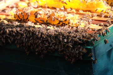 Apiculture, healthy products, organic food, honey, honeycomb, bee hive, beekeeper working with bee frame at the apiary, hive honey harvesting, equipment