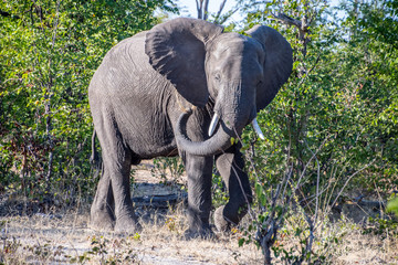 elephant frontal view