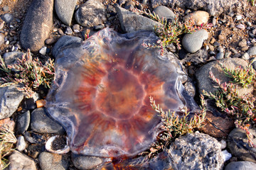 Close up of dead red jellyfish at the beach in Malahide in the Dublin area of Ireland.