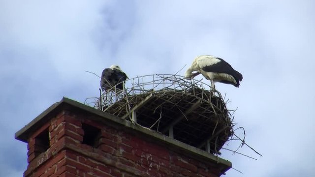 Zwei junge Wei&szlig;st&ouml;rche pflegen ihr Federkleid hoch oben im Nest