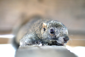 Tired squirrel takes a break