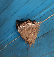 A large friendly family of swallows is sitting in a nest. Concept