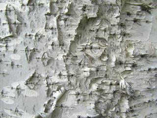 Obraz premium Texture of bark of tree. Natural pattern on the birch bark.