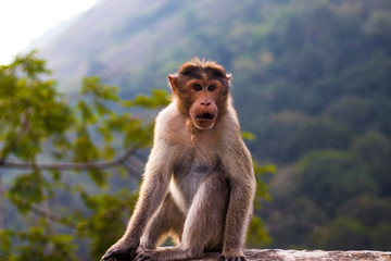 A monkey with a curious expression. A shot from the jungles of Kerala.