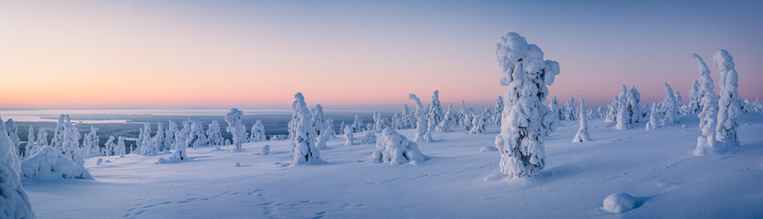 Very wide panorama of snow packed trees on Riisitunturi fell in Riisitunturi National Park, Posio, Finland