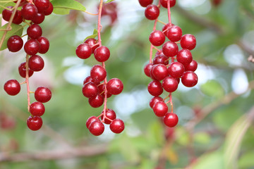 Berries of the Virginia red bird cherry in a summer garden