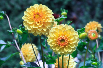 Yellow Dahlia flower growing in summer garden © dmf87