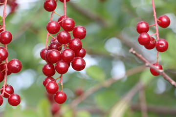 Berries of the Virginia red bird cherry in a summer garden