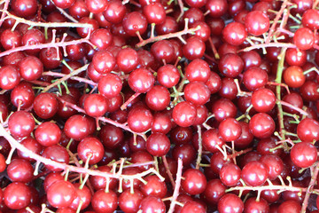 Berries of the Virginia red bird cherry, natural background