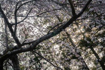 Huge cherry trees with beautiful full blossoms on the Kumano Kodo trail Japan