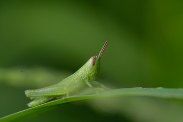 grasshopper on a green leaf
