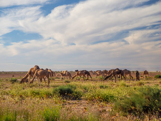 Obraz premium Camel group herd in a green desert in Morocco, mountain landscape