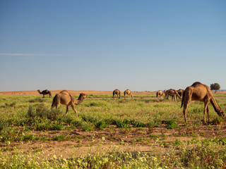 Camel group herd in a green desert in Morocco, mountain landscape