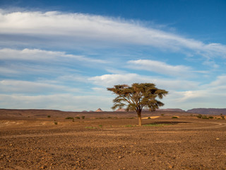 Lone desert tree in Morocco. Landscape terrain and nature. Underground water in oasis.