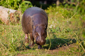 Big fat but pretty on the grass. pygmy hippo (hippopotamus)  is a cute little hippo.