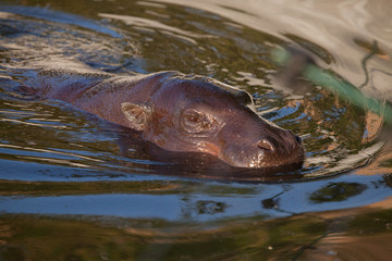 Fototapeta premium Muzzle in the water. pygmy hippo (hippopotamus) is a cute little hippo.