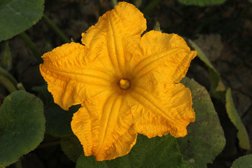 Yellow pumpkin flower
