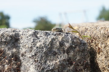 lézard des murailles sur rocher - podarcis muralis