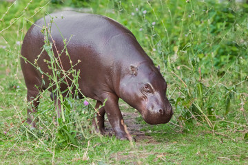 Grazes (eats) on green grass. pygmy hippo (hippopotamus)  is a cute little hippo.