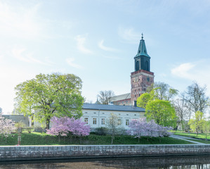 Cherry blossoms and Turku Cathedral at sunny spring day in Turku, Finland