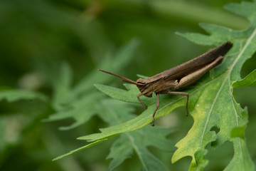  brown grasshooper  on leaf