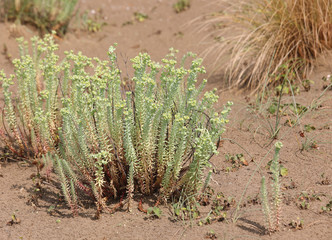 many small green plants on the sandy beach