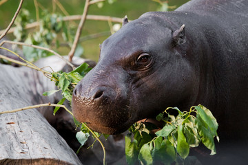 Cute hippo muzzle close-up, eyes on a background of greenery. pygmy hippo (hippopotamus)  is a cute...