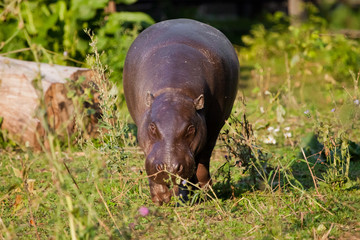 Big fat but pretty on the grass. pygmy hippo (hippopotamus)  is a cute little hippo.