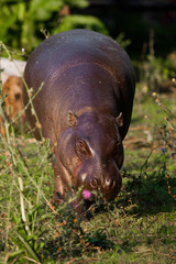 Big fat but pretty on the grass. pygmy hippo (hippopotamus)  is a cute little hippo.