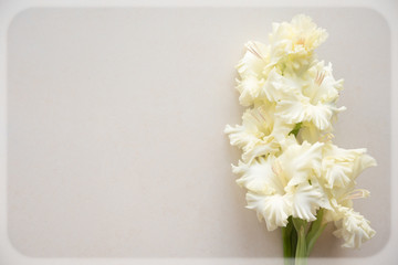 Bright yellow gladiolus on a blank background. Top view.