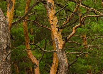 beautiful trees in the pine forest