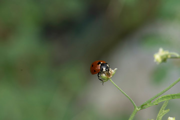 ladybug feeding on a flower