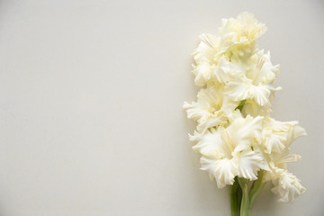 Bright yellow gladiolus on a blank background. Top view.