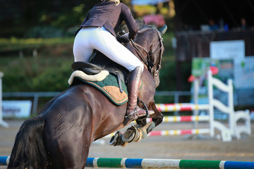 Horse in jumping tournament with rider, photographed from behind over the obstacle in jump..