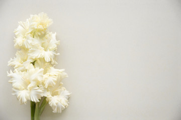 Bright yellow gladiolus on a blank background. Top view.