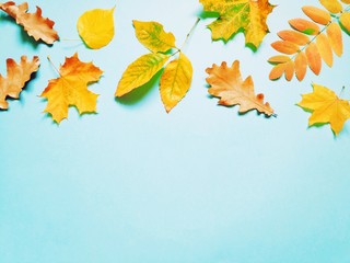 Flat lay photo, autumn season. Colorful border and banner. Yellow maple, rowan, oak leaves on a...