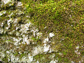 Texture of birch bark. Moss on the bark of a tree.