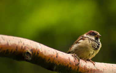 bird sparrow on a brown tree branch