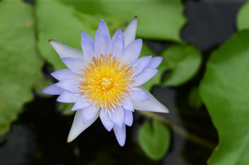 A beautiful waterlily or lotus flower in pond. Close up Water Drop on blooming water lily flower. purple lotus or water lily flower