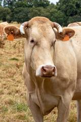 Vaches blonde d'Aquitaine au pré