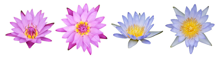 A beautiful waterlily or lotus flower on white background. Close up Water Drop on blooming water...