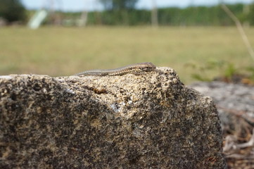 jeune lézard des murailles sur rocher - podarcis muralis