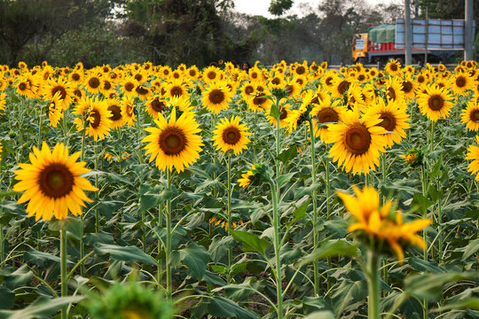 Sunflower