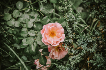 pink rose in the garden