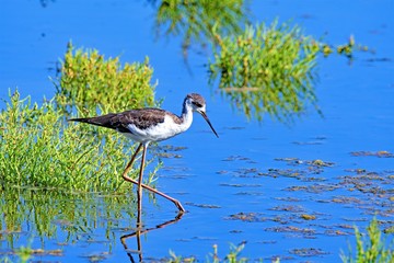 Balck winged stilt at the Parc Natural de s'Albufera, Majorca, Spain