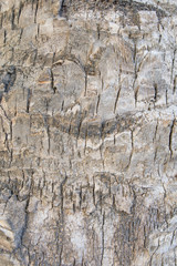 Palm tree bark pattern texture background 2, Santa Ponca, Majorca, Spain